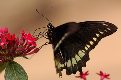 PolydamasSwallowtail_HS4361