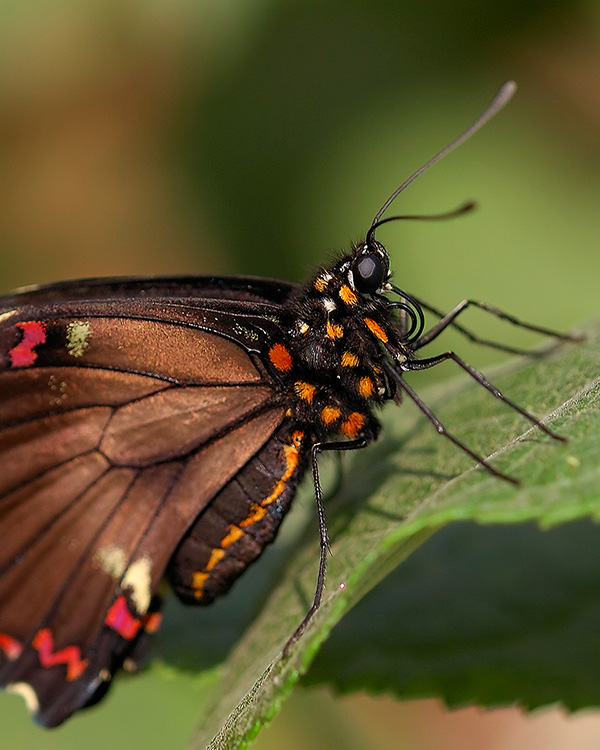 PolydamasSwallowtail_HS4563c