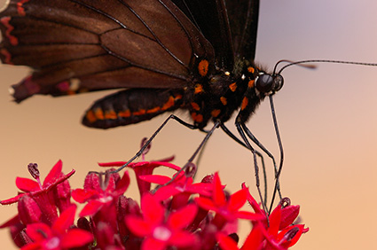 PolydamasSwallowtail_detail_HS4446