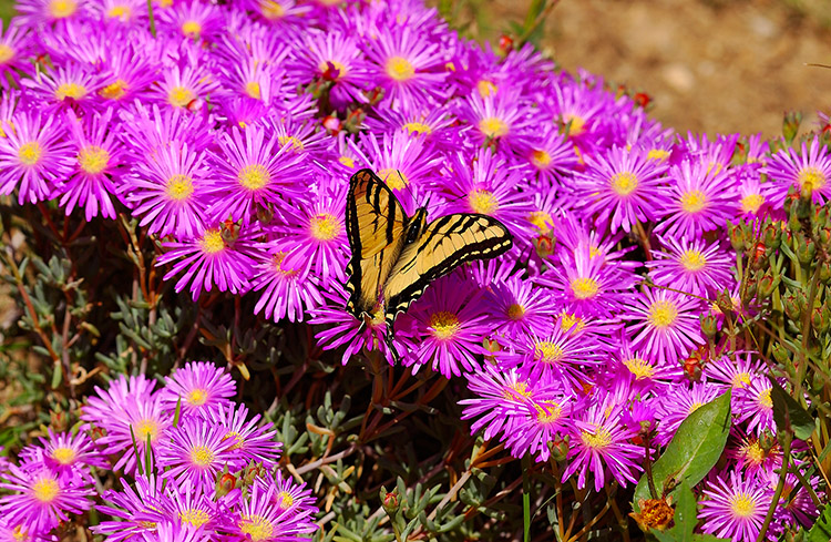 TigerSwallowtail_onIceplant_3182