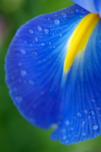 Blue_Iris_X0170