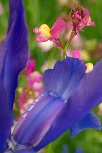 Blue_Iris_X0183