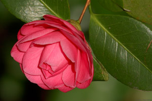 Camellia_0842
