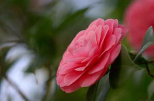 Camellia_0858
