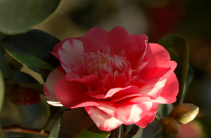 Camellia_0869