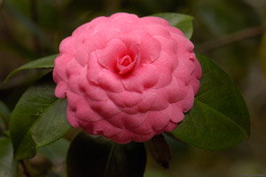 Camellia_HS8790