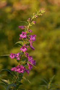 Campanula_BlackPrince_HS2571