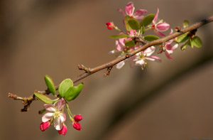 CrabApple_0775