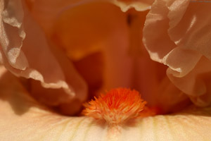 Peach_Iris_Macro_7522