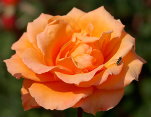 OrangeRose_wHoverfly_5161