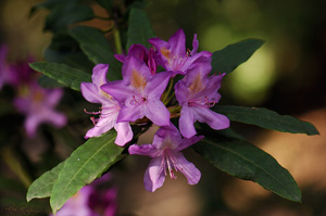 Rhododendron_HS0387