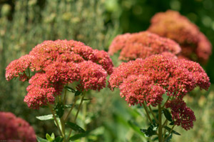 Sedum_X4946