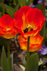 Tulip_hybrid_OrangeQueen_HS8968
