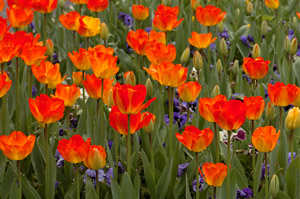 Tulips_HS8917