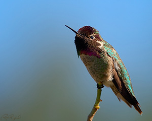 AnnasMale_Hummingbird_0762