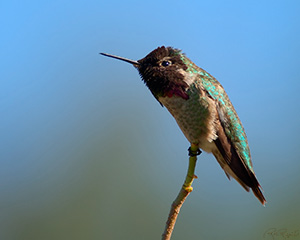 AnnasMale_Hummingbird_0768