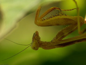 Mantis_X4855c