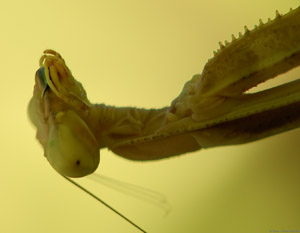 Mantis_X4862c