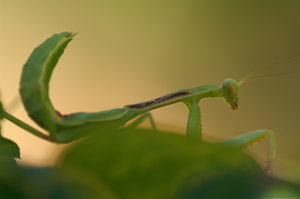 Mantis_X4884