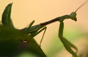 Mantis_X4886