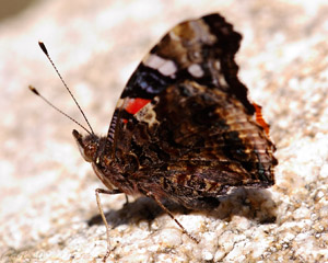 RedAdmiral_HS0284