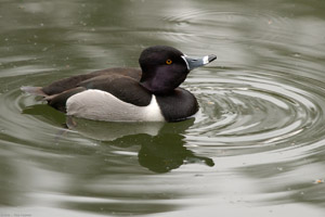 RingNecked_Duck_8932