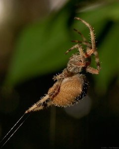 Spider_1016a