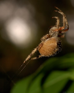 Spider_1017