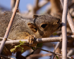 Squirrel_HS0560
