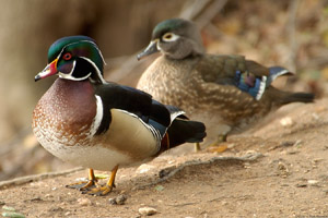 WoodDucks_2005