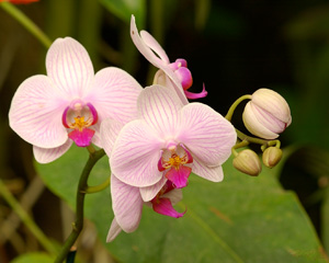 Orchids_1093