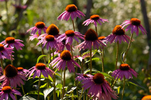 PurpleConeflowers_HS8926