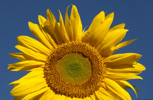 Sunflower_6795