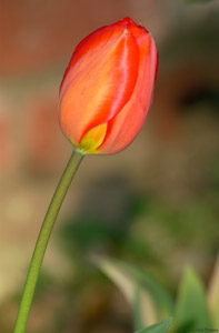 Tulip_1622
