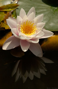 WaterLily_0461