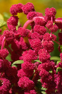 LoveLiesWeeping_7019