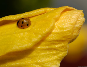 7spot_GoldenLadybug_5621