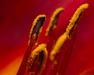 AmarylisStamens_X2696