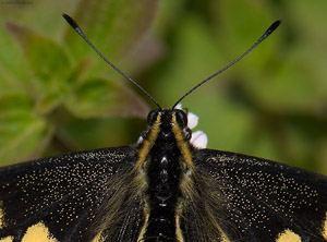 Anise_Swallowtail_X4294c