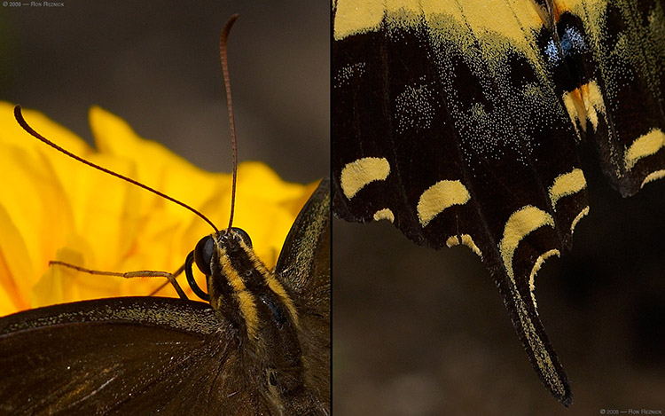 BlackSwallowtail_X4362detail