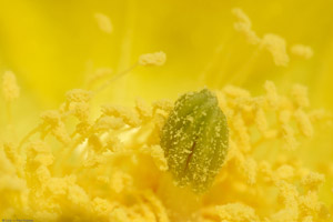 CactusFlower_Macro_0247