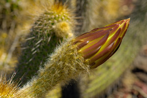 CactusFlower_X6249