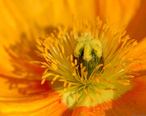 CaliforniaPoppy_1254