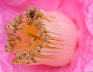 CamelliaJaponica_Macro_wAnt_HS2493