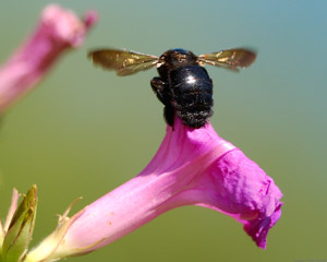 CarpenterBee_0088