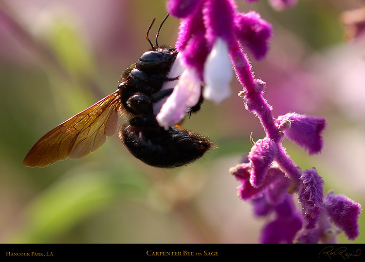CarpenterBee_4368