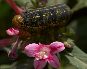 Caterpillar_X4324