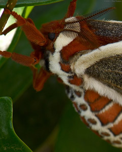 CecropiaMoth_X4307c