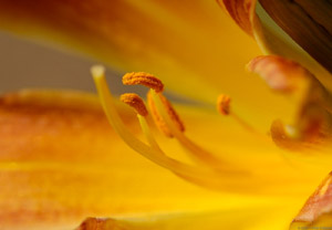 DayLily_1564