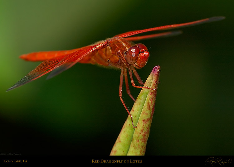 DragonflyLotus_4264